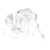 Wolf Silhouette Mono