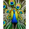 Vivid Peacock Plumage