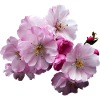 Closeup of Cherry Blossoms