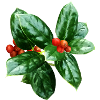 Holly With Berries