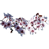 Sprig of Cherry Blossoms