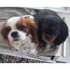 Cavalier Duo on Bench