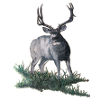 Mule deer buck sketch 