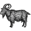 Midnight Nebula Goat