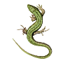 Emerald Salamander Illustration