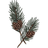 Evergreen Pinecone Sprigs