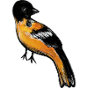 Ember Robin on Midnight