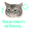 Wednesday Cat Halftone Meme