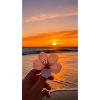 Sunset Blossom Shore