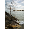 tiny tree on shore
