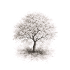 Cherry Blossom Tree – Monochrome Botanical