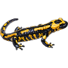 Fire salamander