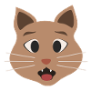 Surprised cat
