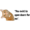 Peekaboo Orange Tabby