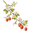 Strawberry Branch with Blossoms Illustration