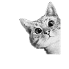 Curious Kitten Mono Sketch