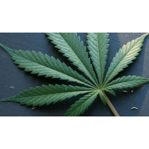 ***CANNABIS LEAF TEE***