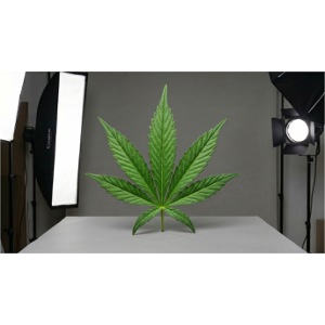 ***CANNABIS LEAF TEE***