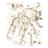 Tarantula Owner