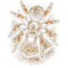 Tarantula Owner