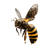 Golden mandala bee art 