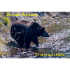 Choose The Bear