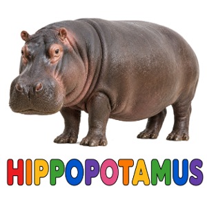Hippopotamus