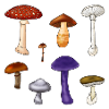 Poisonous Mushrooms