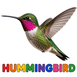 Hummingbird