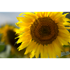 Sunlit Spiral Sunflower