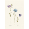 Pastel Wildflowers Trio