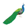 Peacock