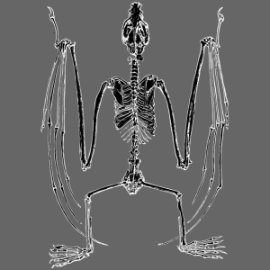 Bat Skeleton