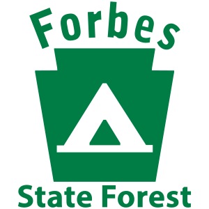 Forbes State Forest Camping Keystone PA