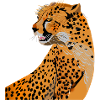 Cheetah