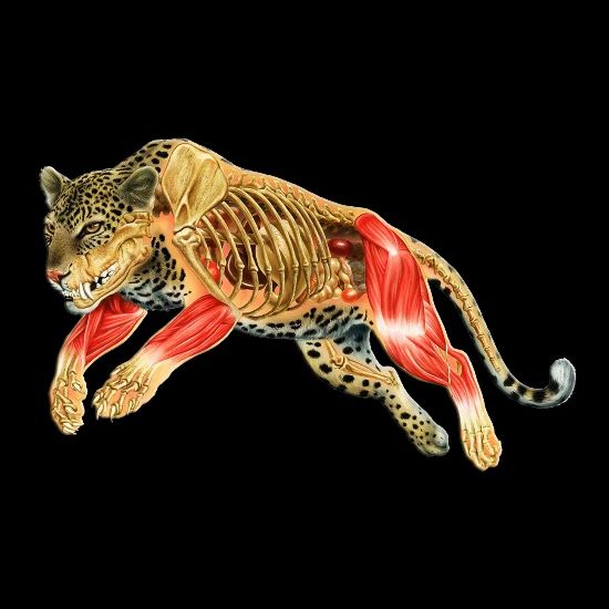 Leopard Anatomy Anatomical Charts & Posters