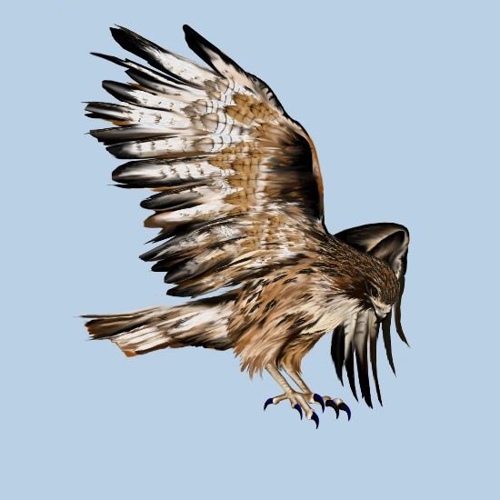 Flying Hawk Women S T Shirt Spreadshirt