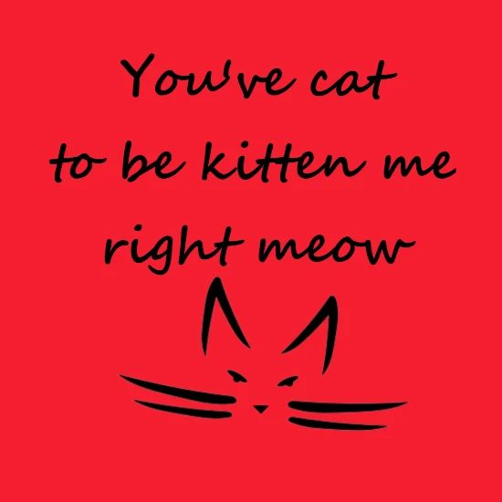 You Ve Cat To Be Kitten Me Right Meow Full Color Mug Spreadshirt