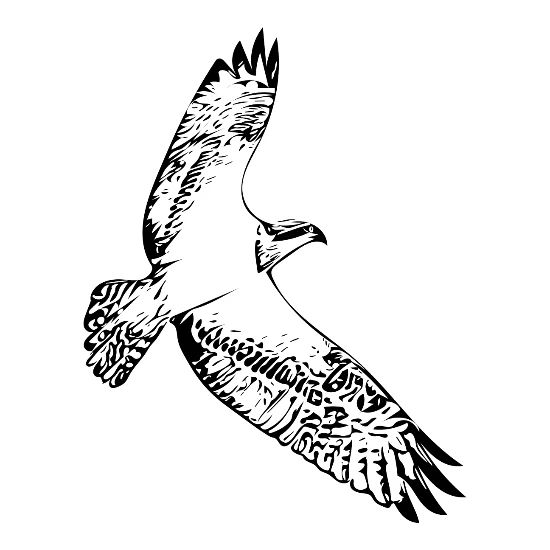 Falcon In Flight With Big Wings Mouse Pad Horizontal White