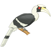 Hornbill Bird Men S Premium T Shirt Spreadshirt