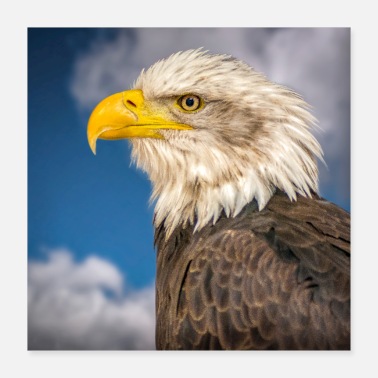 Eagle Eagle Head - Poster