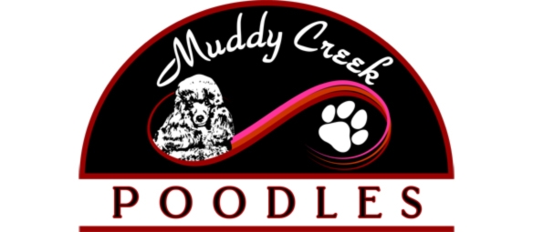 Showroom - muddy creek poodle pack leader