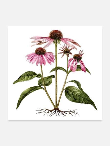 Echinacea Botanical Illustration - Poster 24x24 - white - Front