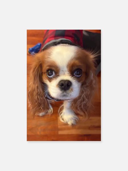 Plaid Pup Portrait - Poster 8x12 - white