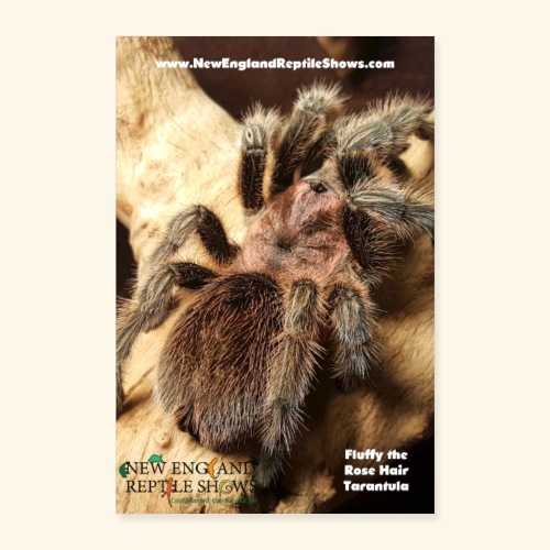 Fluffy the Rose Haired Tarantula - Poster 8x12