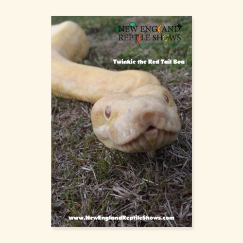 Twinkie The Red Tail Boa - Poster 8x12