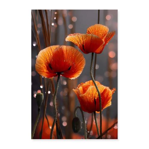 Sun-Kissed Poppies in Dew - Poster 8x12