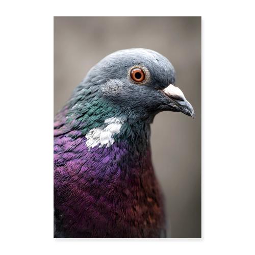 Pigeon: Urban Glint - Poster 8x12