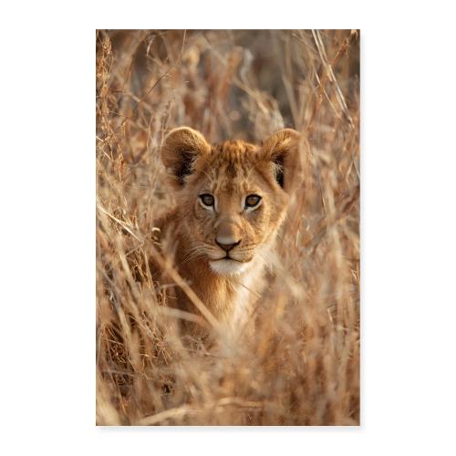 Savannah Lion Cub - Poster 8x12