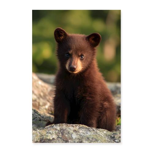 Little Brown Bear Portrait - Poster 8x12